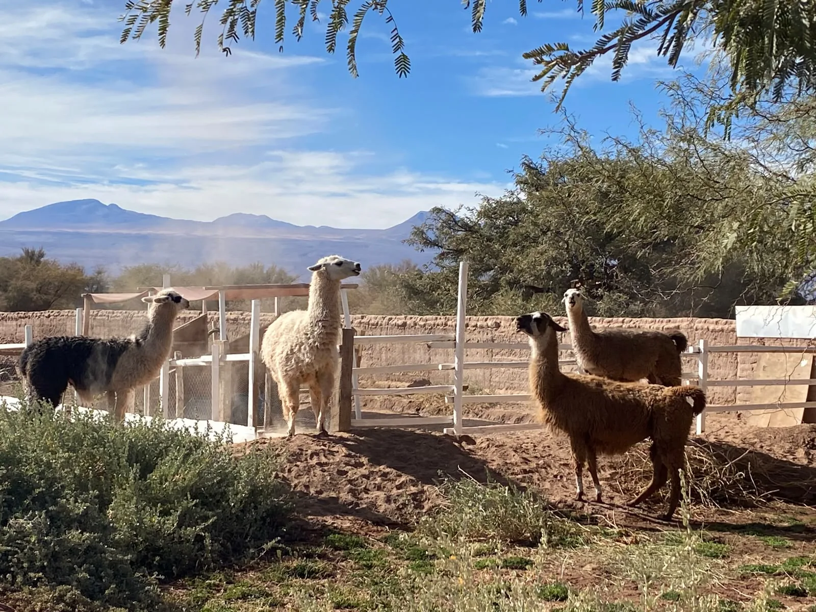 Llamas en el entorno de Voyage Atacama